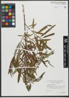 Foto von Salix viminalis L.